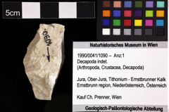 Foto (Objket + Etiketten) von Decapoda indet. 